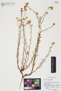 Erigeron arisolius image