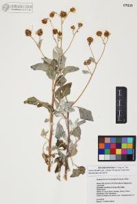 Encelia farinosa image