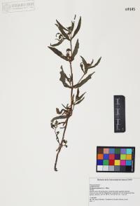 Eclipta prostrata image