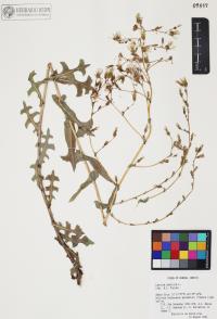Lactuca serriola image