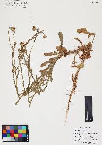 Centaurea melitensis image
