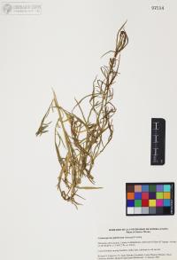 Gymnosperma glutinosum image