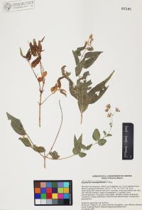 Koanophyllon solidaginifolium image