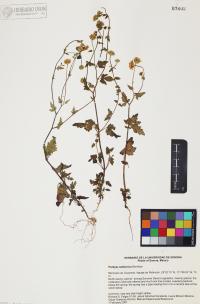 Perityle californica image
