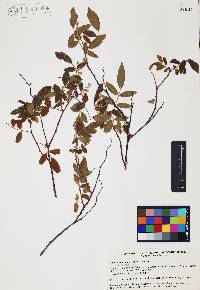 Rhus terebinthifolia image