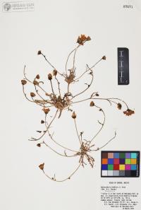 Malacothrix fendleri image