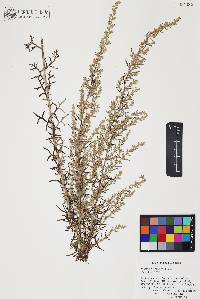 Artemisia pringlei image