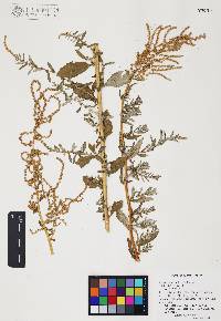 Atriplex wrightii image