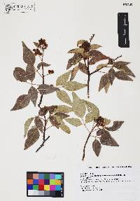 Rhus virens image