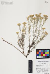 Ericameria nauseosa image