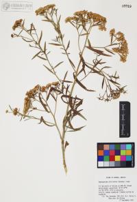 Gymnosperma glutinosum image