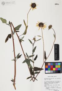 Helianthus petiolaris image