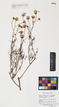 Senecio flaccidus image