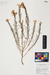 Ericameria laricifolia image