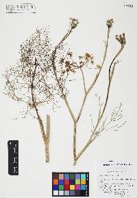 Foeniculum vulgare image