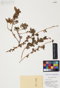 Flourensia cernua image