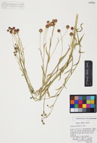 Helenium thurberi image