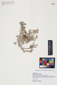 Diaperia verna image