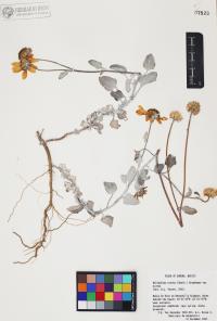 Helianthus niveus image