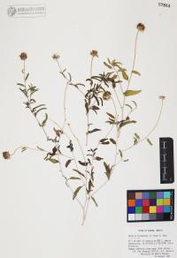 Encelia frutescens image