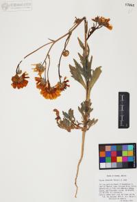 Geraea canescens image