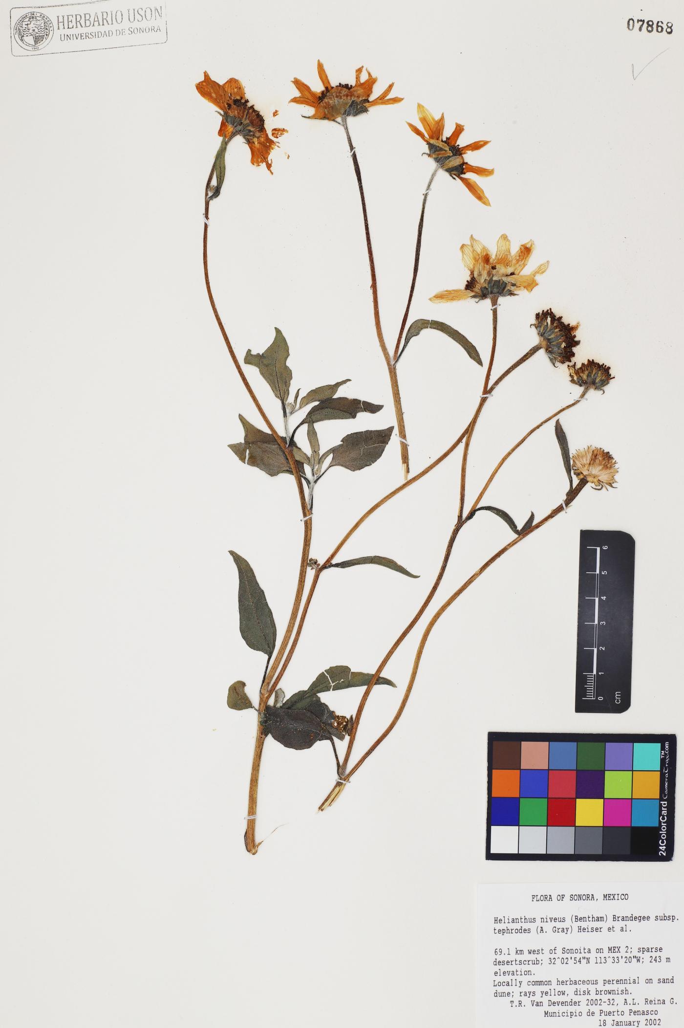 Helianthus niveus subsp. tephrodes image