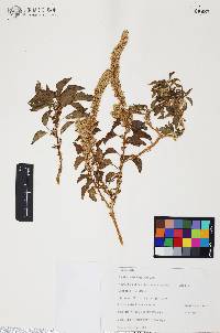 Amaranthus watsonii image