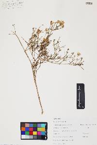 Bebbia juncea image