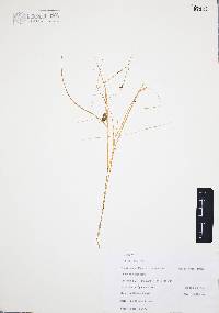 Aristida ternipes image