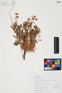 Hofmeisteria crassifolia image