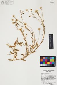Erigeron velutipes image