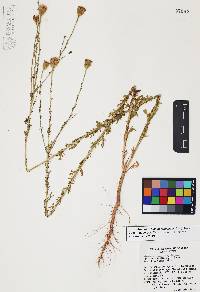 Adenophyllum porophyllum image