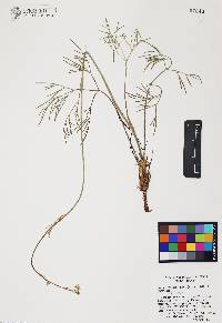 Donnellsmithia juncea image