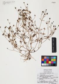 Heterosperma pinnatum image