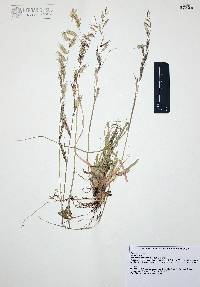 Bouteloua radicosa image