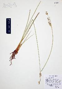 Juncus cooperi image