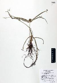 Cyperus hermaphroditus image