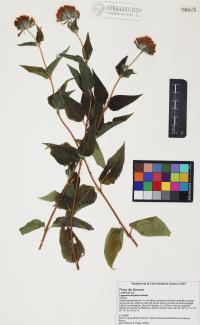 Lagascea decipiens image
