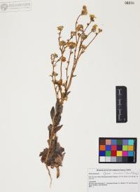 Geraea canescens image