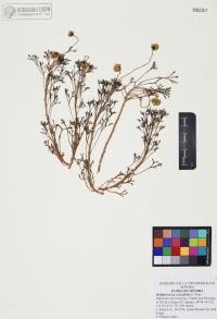 Hofmeisteria crassifolia image