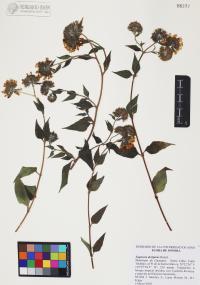 Lagascea decipiens image