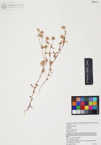 Logfia filaginoides image