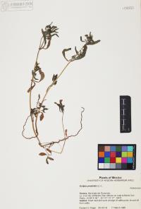 Eclipta prostrata image