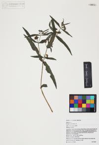 Eclipta prostrata image