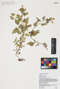 Perityle californica image