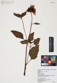 Helianthus annuus image