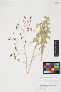 Lactuca serriola image