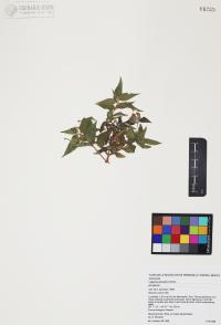 Lagascea decipiens image