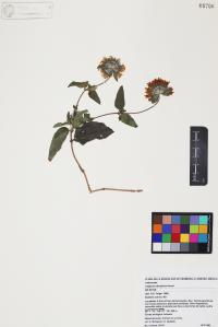 Lagascea decipiens image