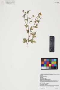 Perityle californica image